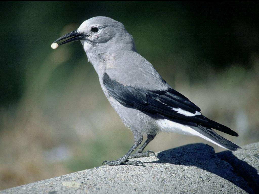 Clark's Nutcracker