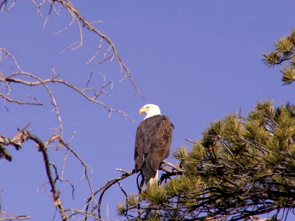 Colorado Bald Eagle