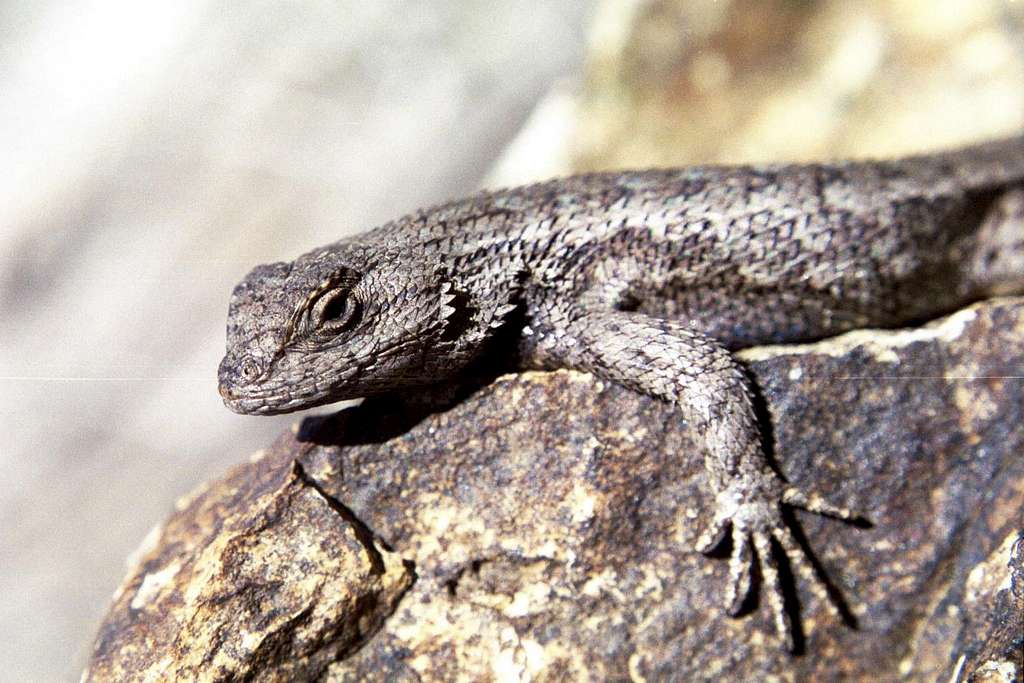 Idaho Lizard