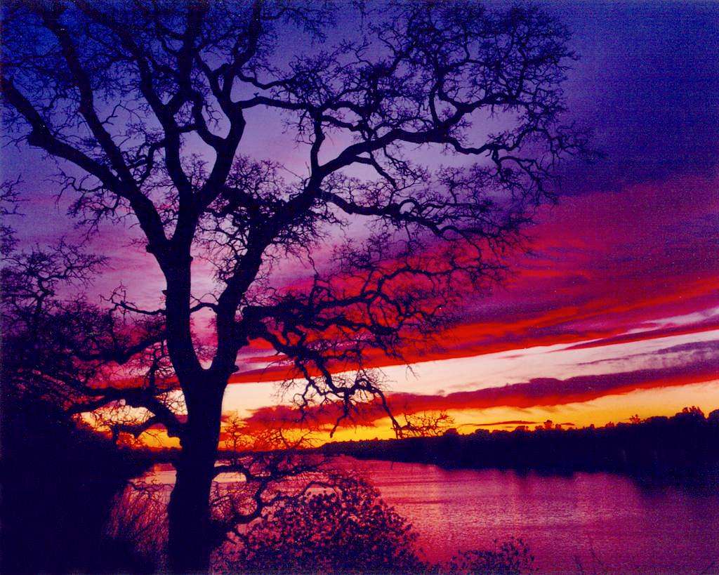 Blue Oak Sunset