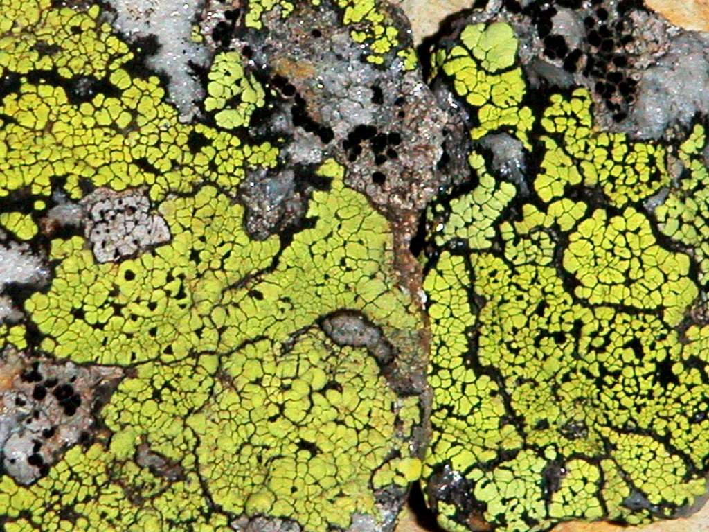 Alpine lichens...