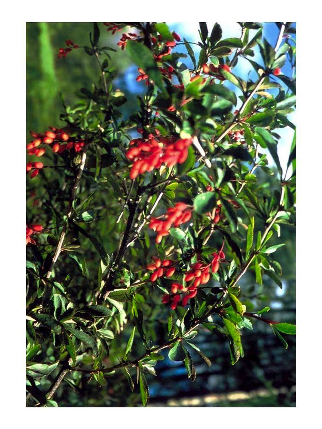 Barberry...