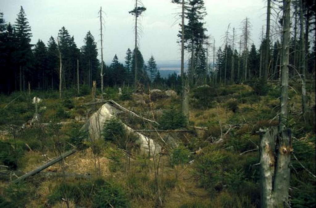 Waldsterben (forest decline)
