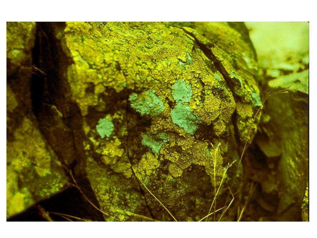 Spiskie Rocks, a lichen...