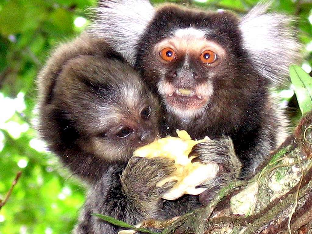 Tijuca Forest national park