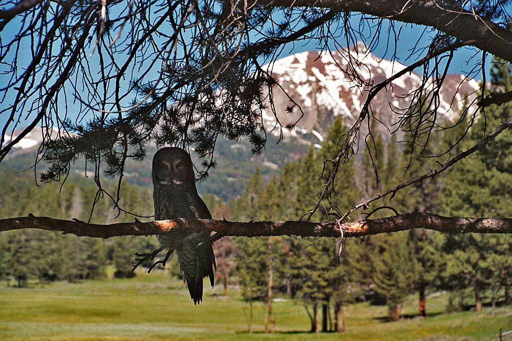 Owl and Electric Peak