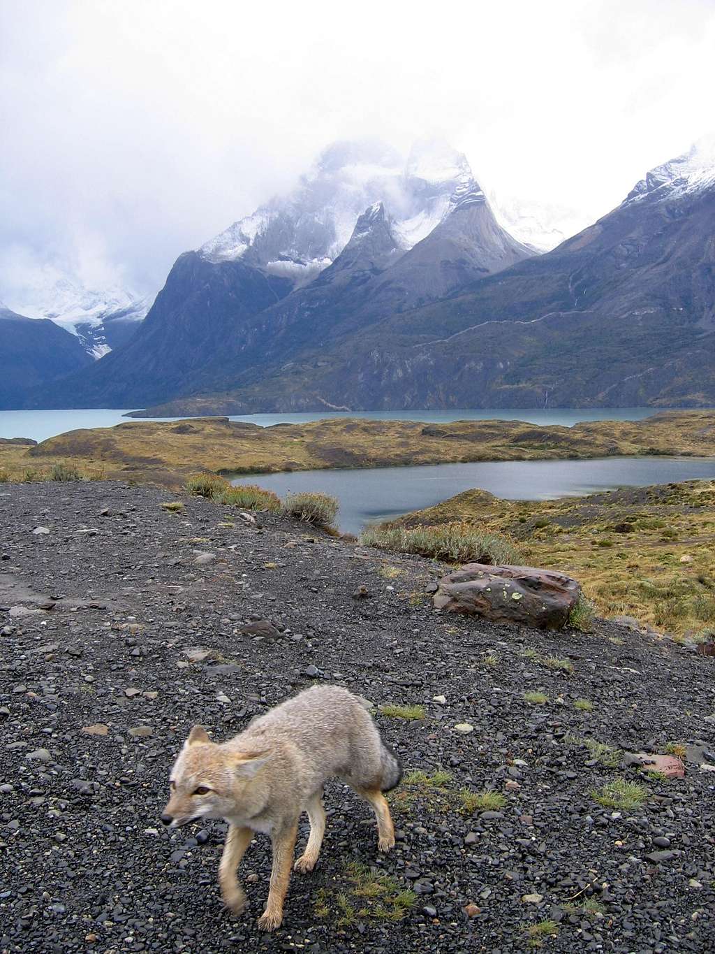 Cuernos del Paine--very foxy.