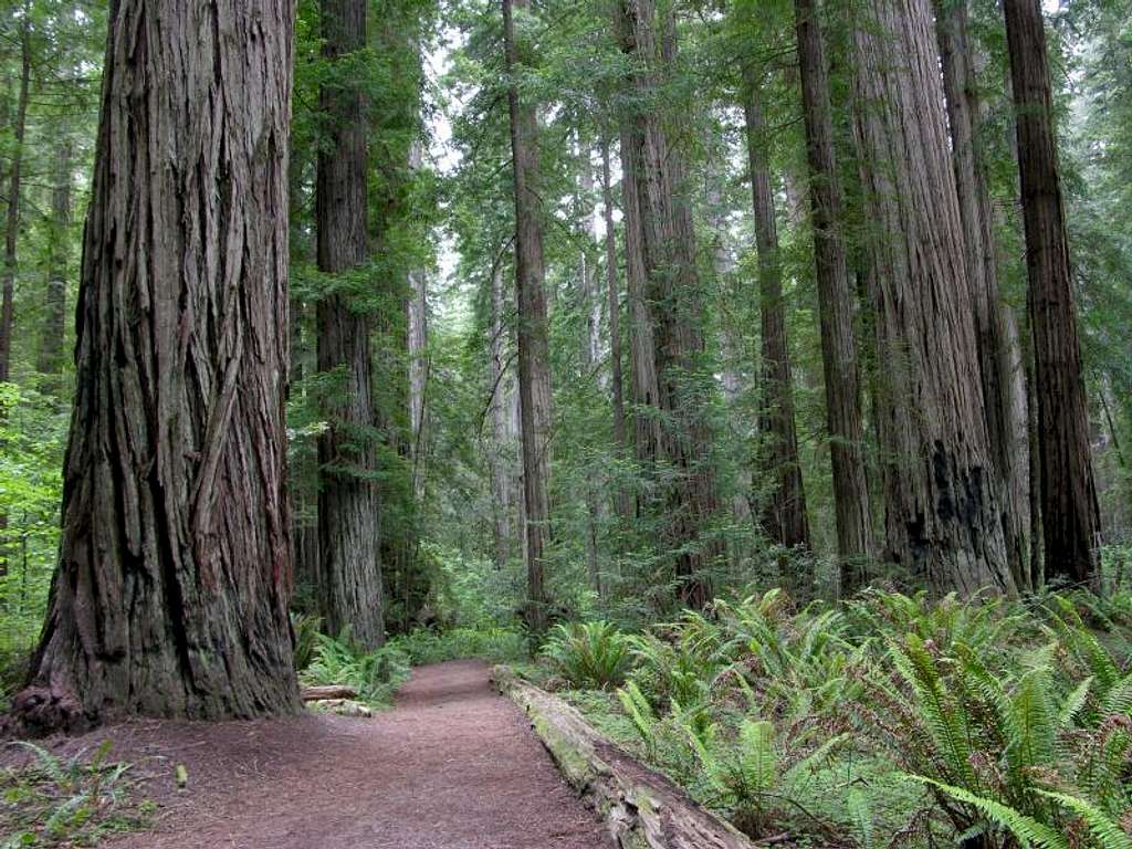 Stout Grove Redwoods