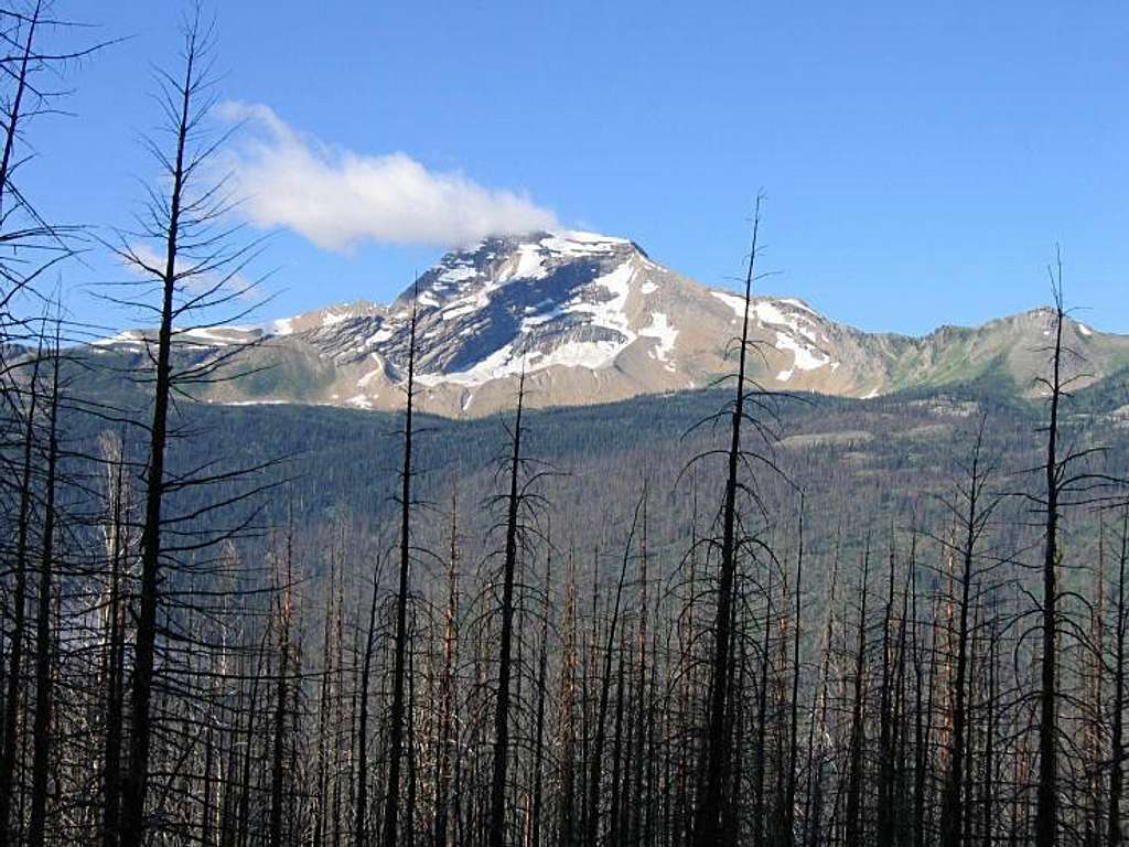 Heavens Peak, Burnt Trees