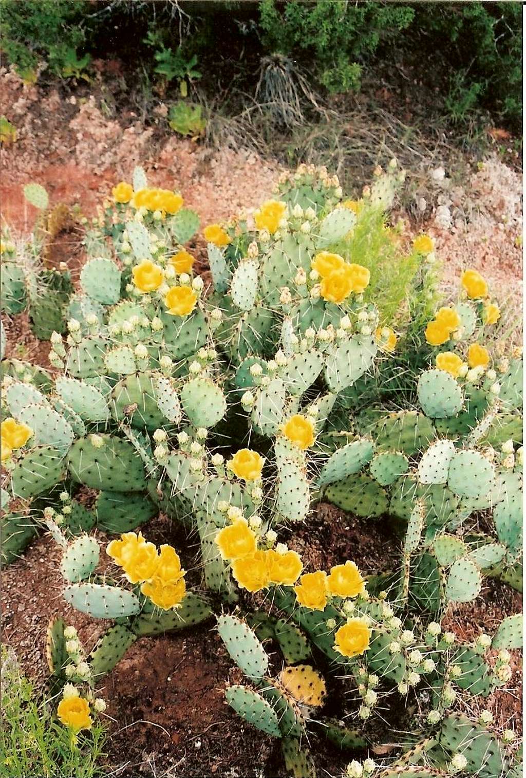 Cacti in Palo Duro