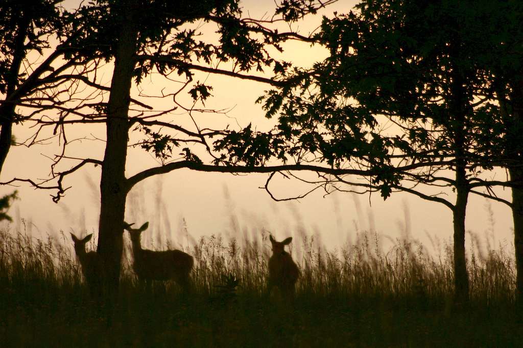 Deer in Big Meadow