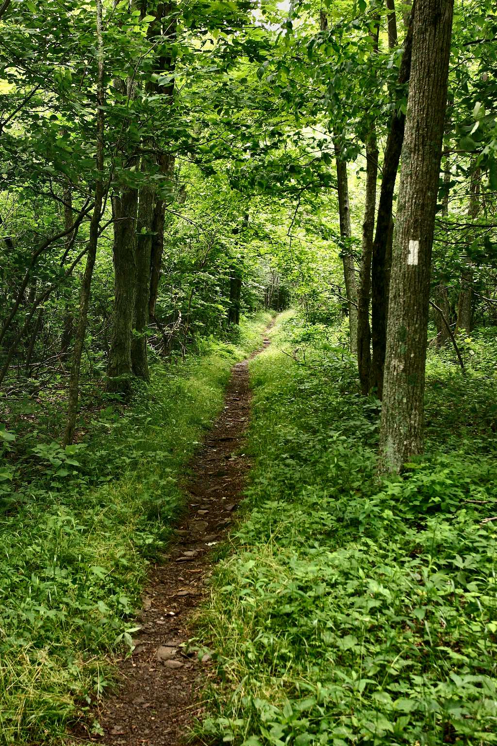 Appalachian Trail in Shenandoah