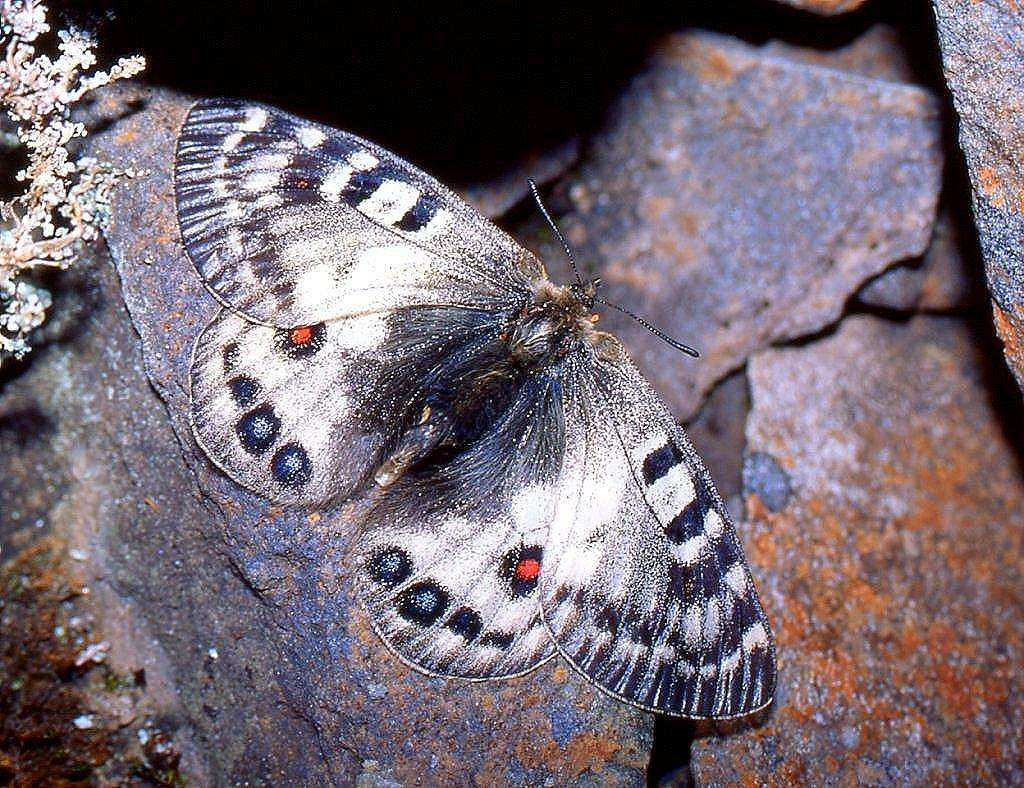 Parnassius cephalus Grum-Grshimailo