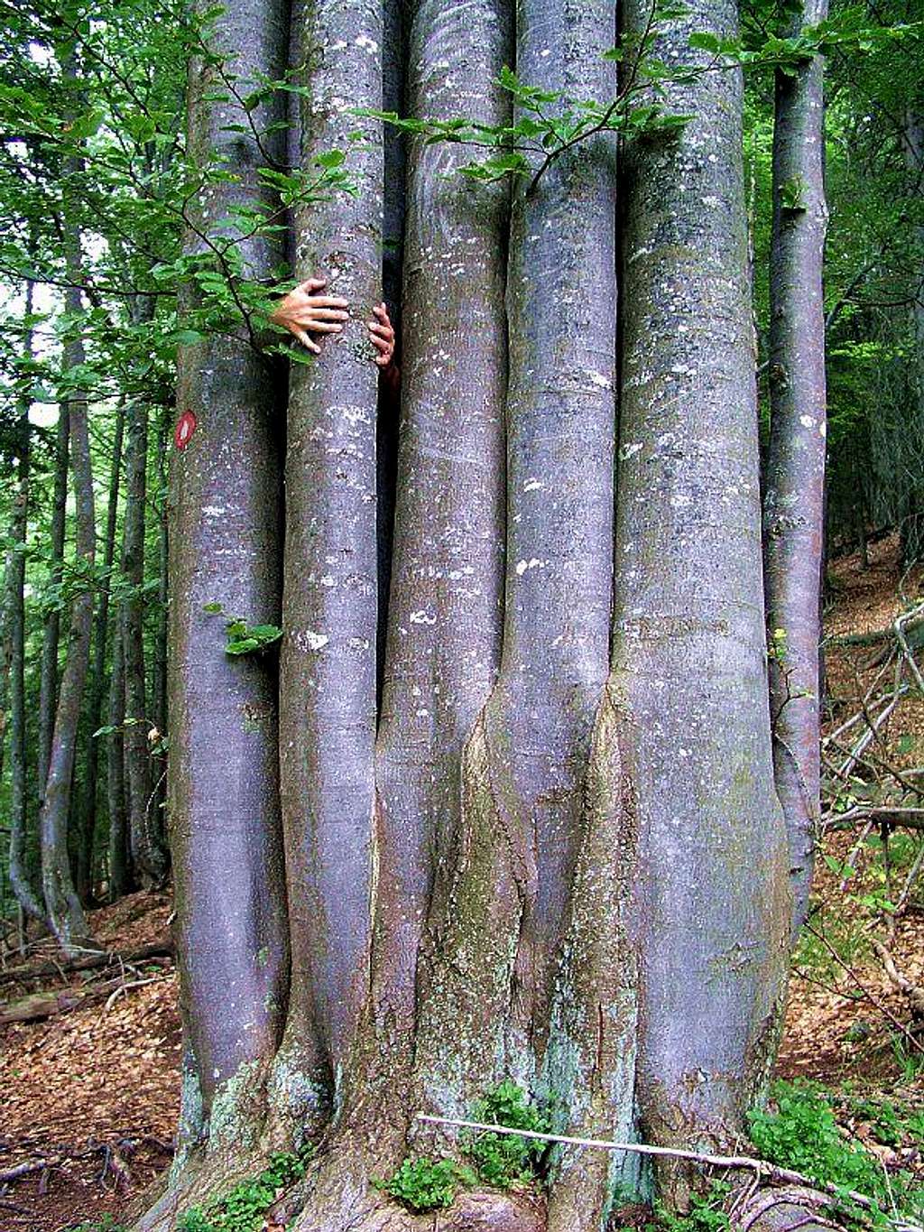 Beech tree on Ciprnik