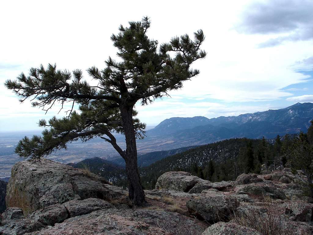 The Lone Pine