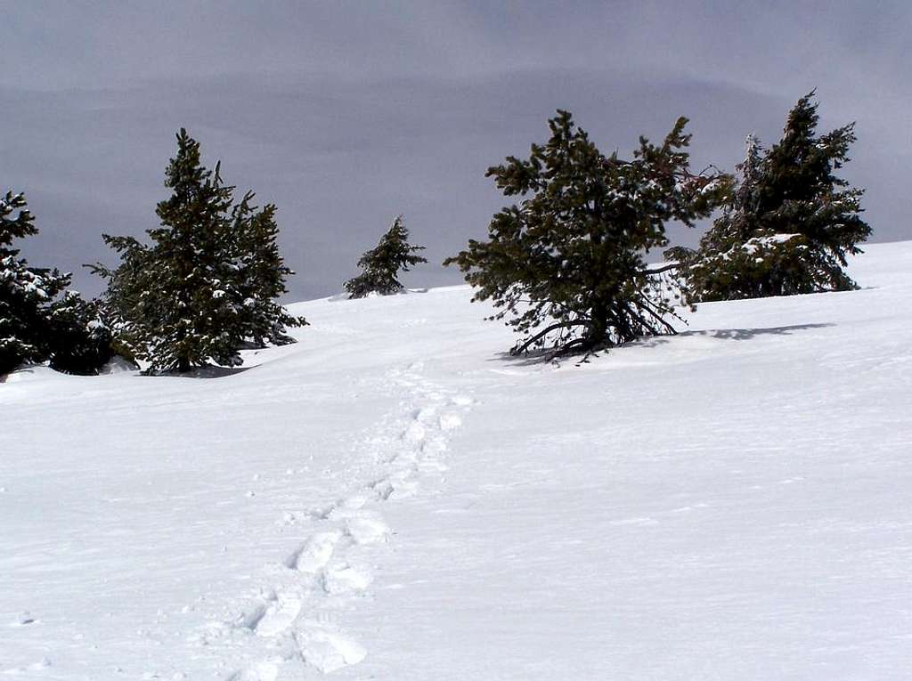 Snowshoe Path