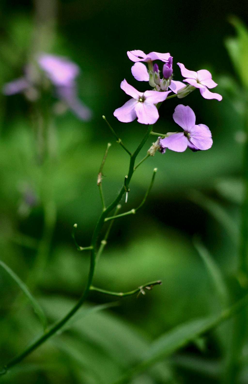 Flowers of Cuyahoga Valley