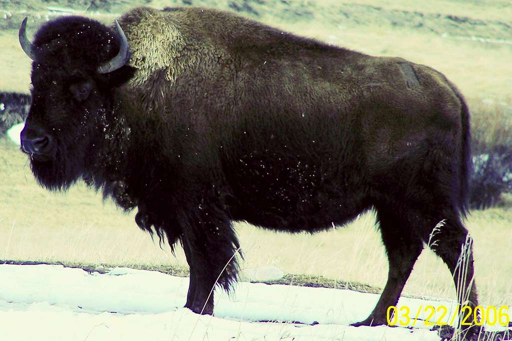 Cold Bison