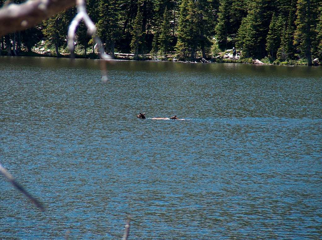 Elk out for a swim