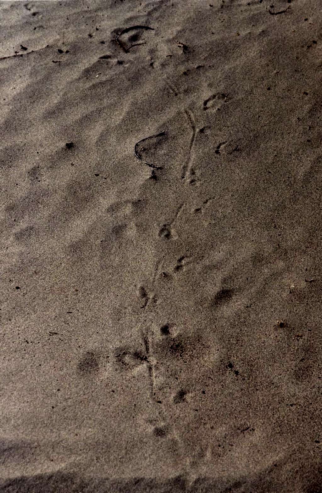 Lizard Trail in the Sand
