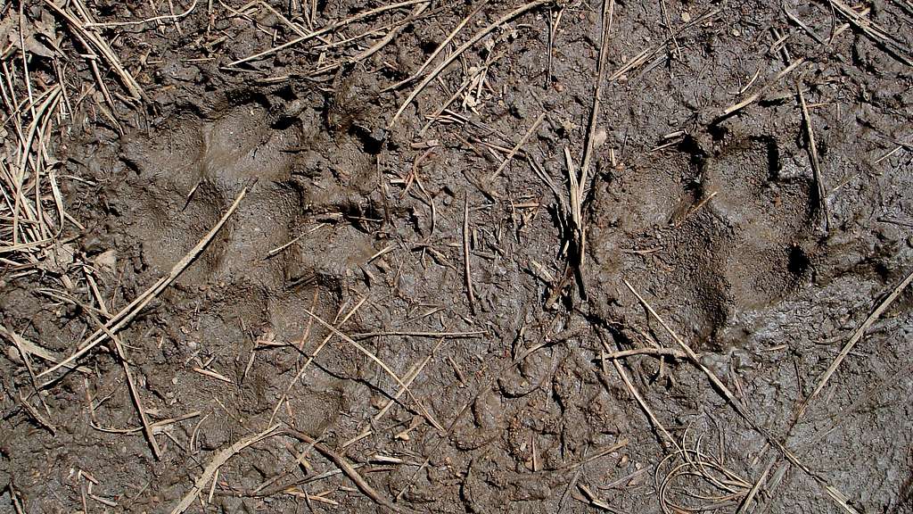 Mountain lion tracks in the mud