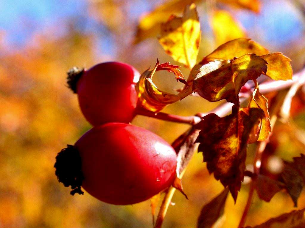 Fruit of Autumn.