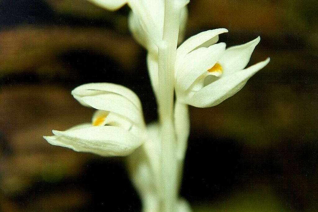Phantom orchid