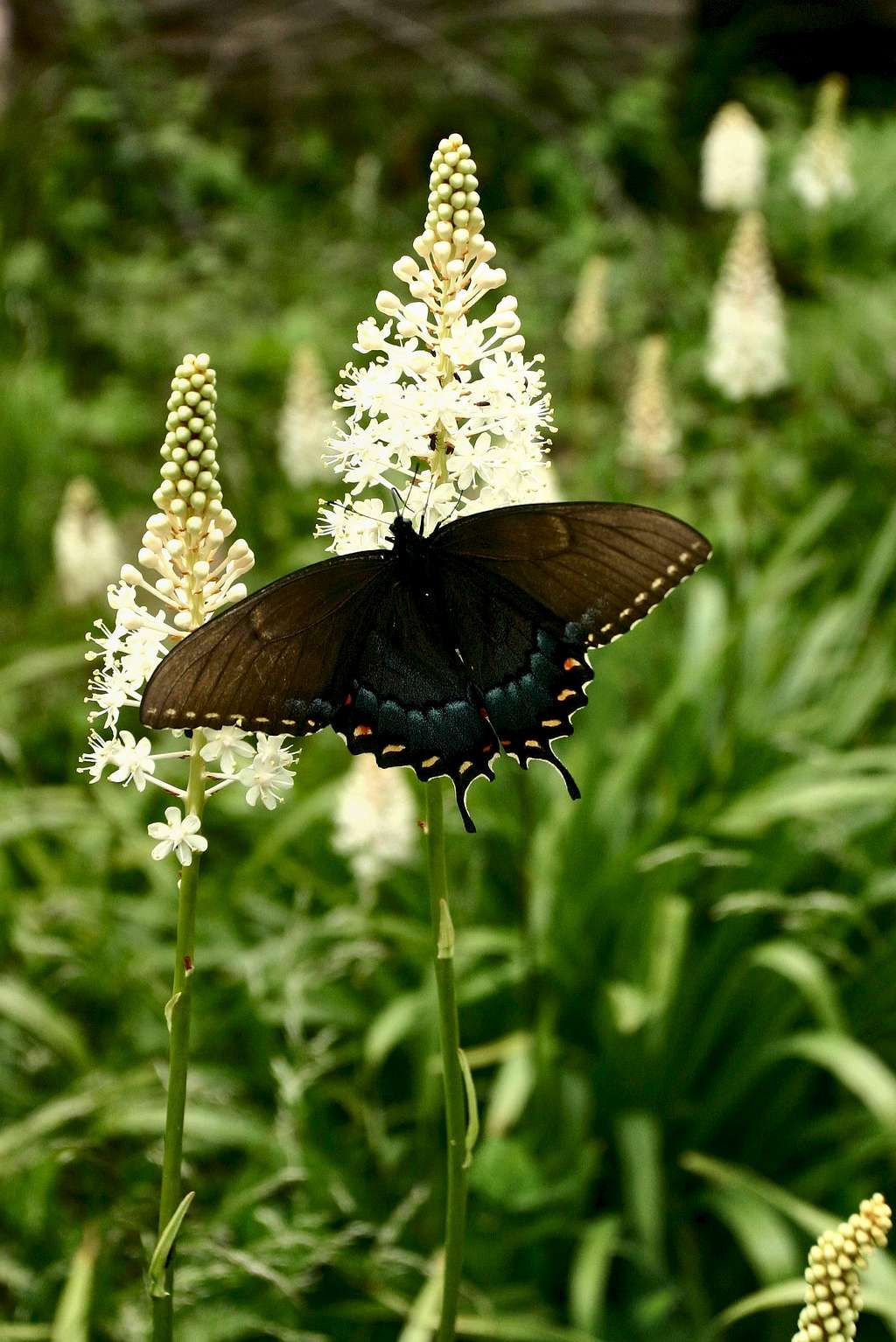 Eastern Black Swallowtail and Fly Poison in Shenandoah