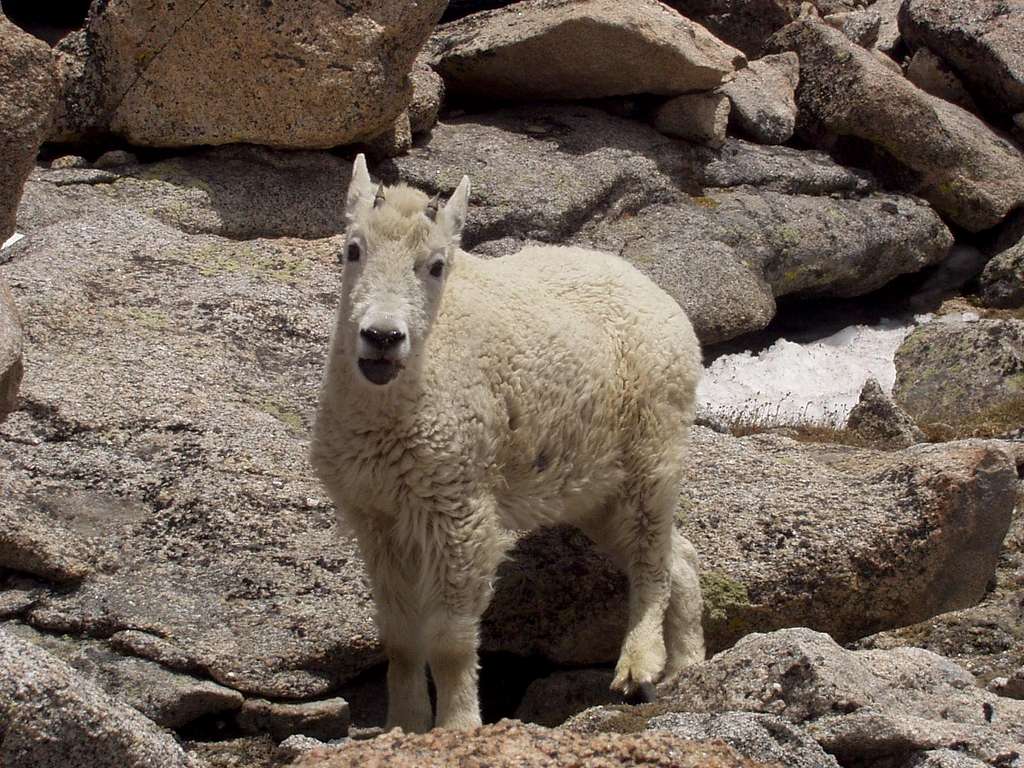 Some company on the way to Mount Evans