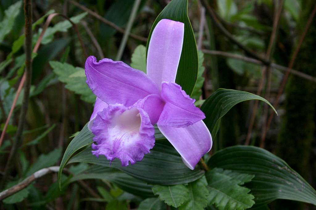 Orchid on the slopes of the Arenal volcano