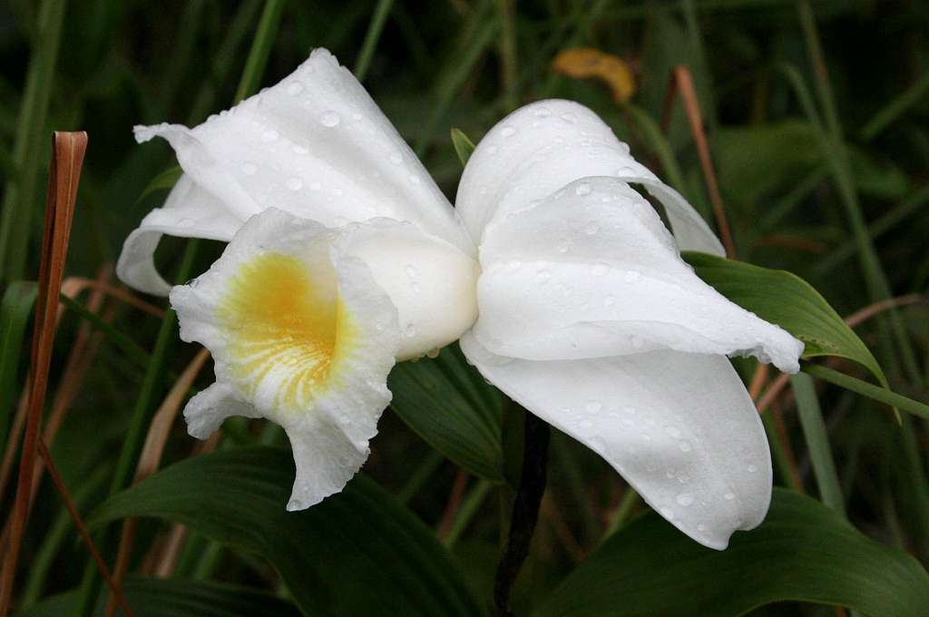 Orchid on the slopes of the Arenal volcano