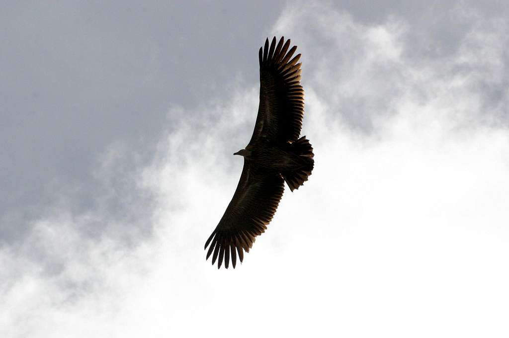 Bird of prey above Chukkung, Nepal.