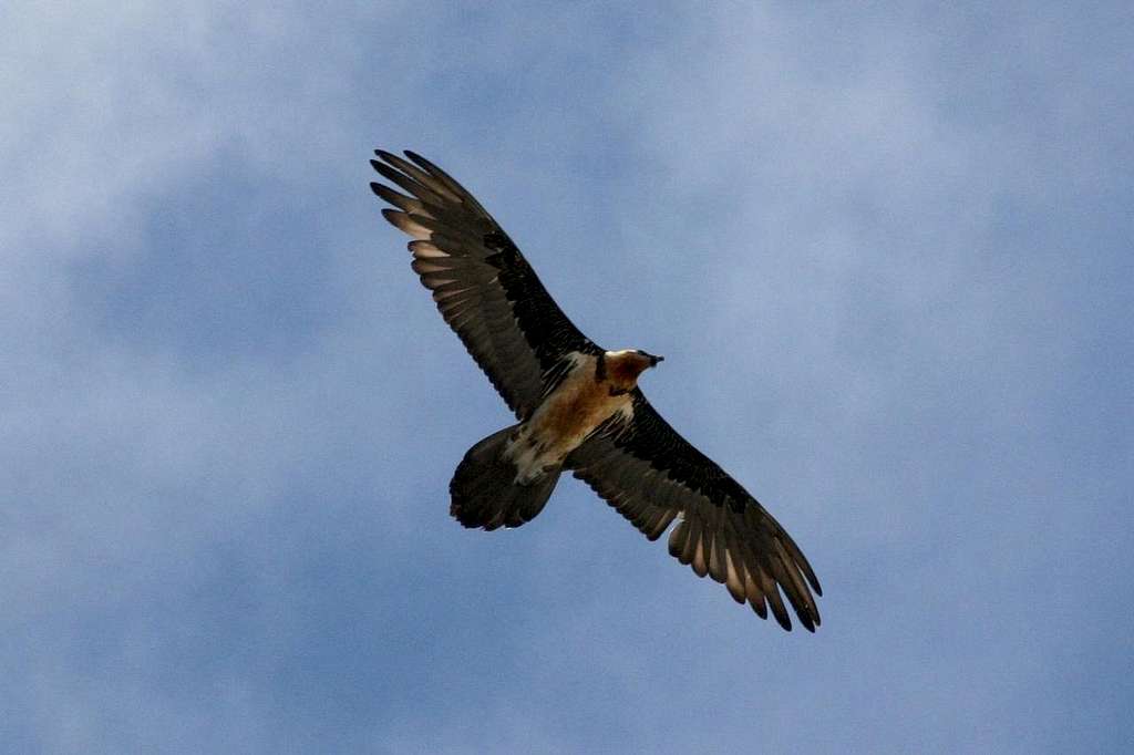 Bird of prey (lammergeier) near Chukkung, Nepal.