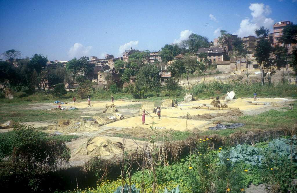 Threshing in Bhaktapur