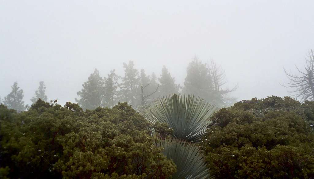 Yuccas in the Mist