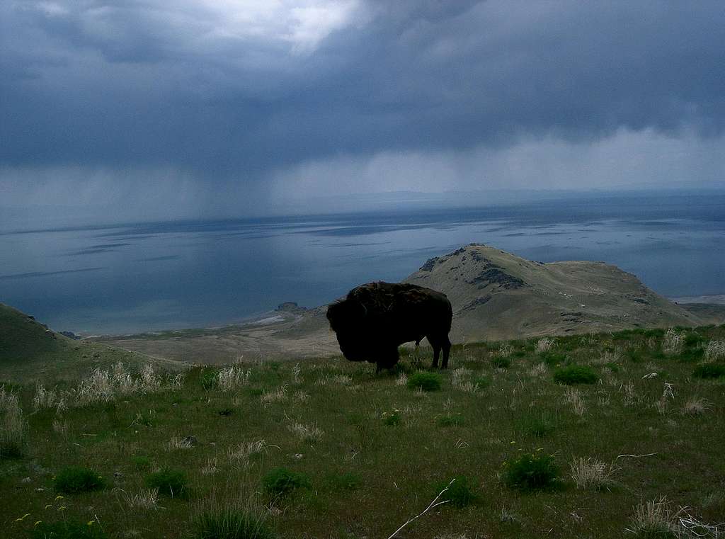Buffalo on Frary Peak Trail