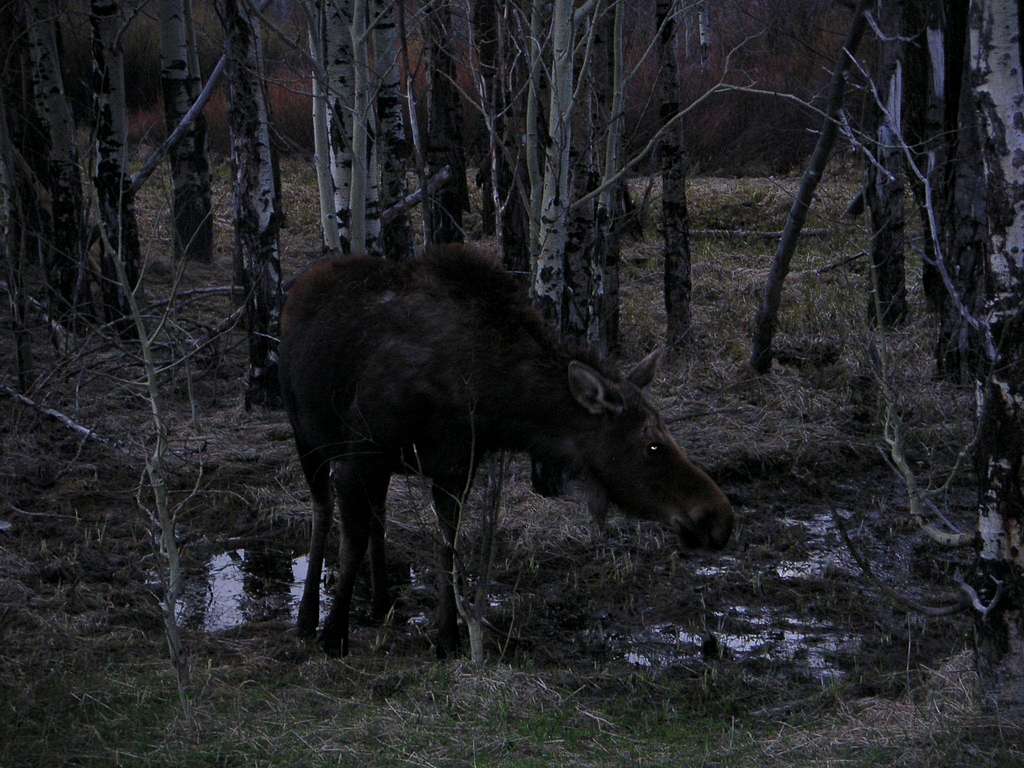 May Moose