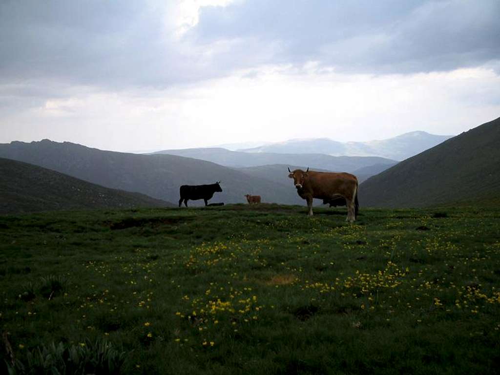 Cows near Cerrón