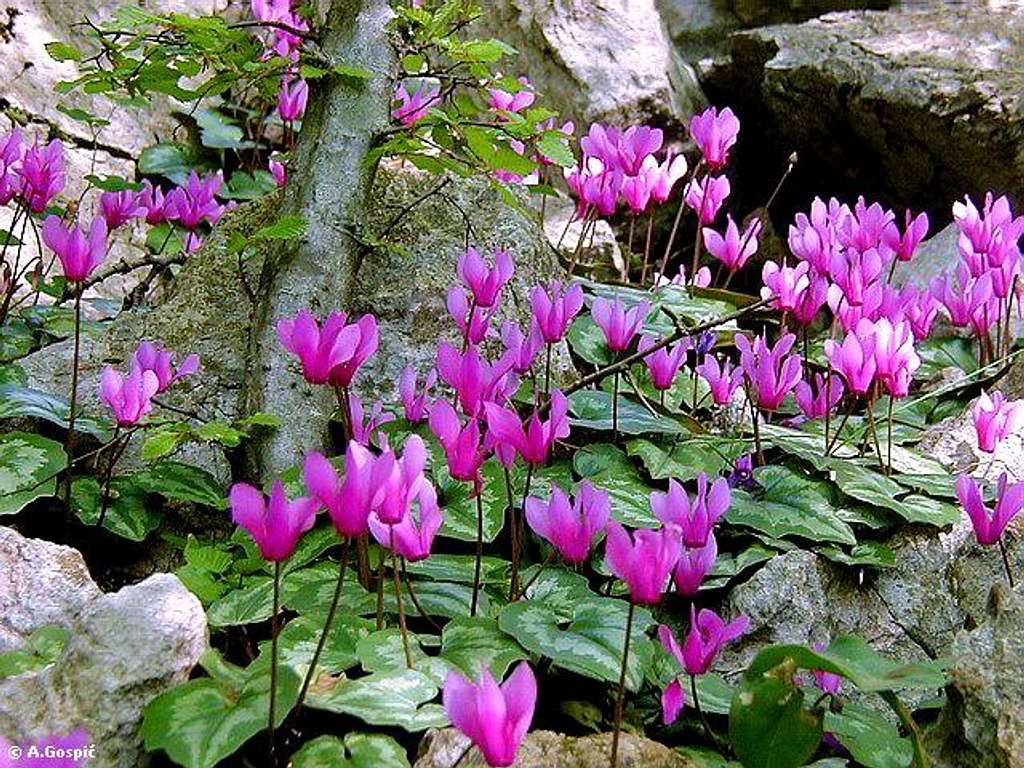 Ciklame (Cyclamens)