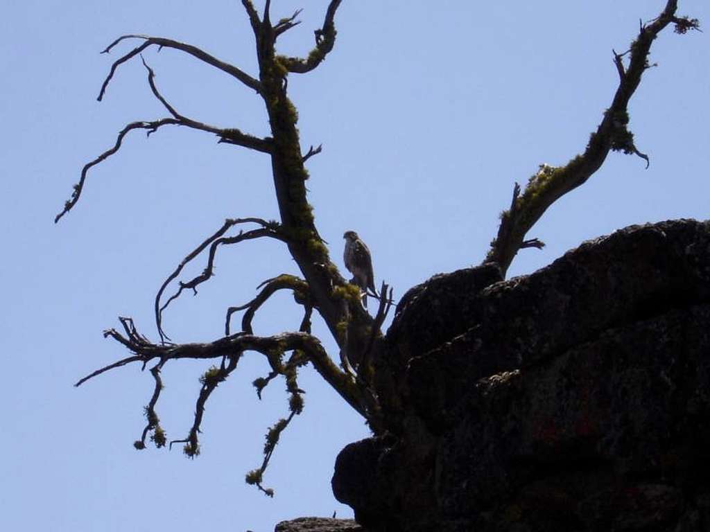 A Falcon or a hawk along the top of The Crack