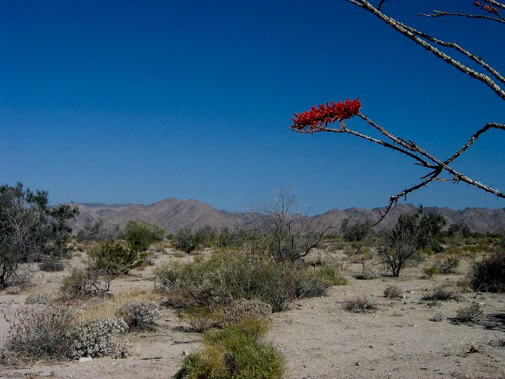 Ocatillo in the Colorado Desert