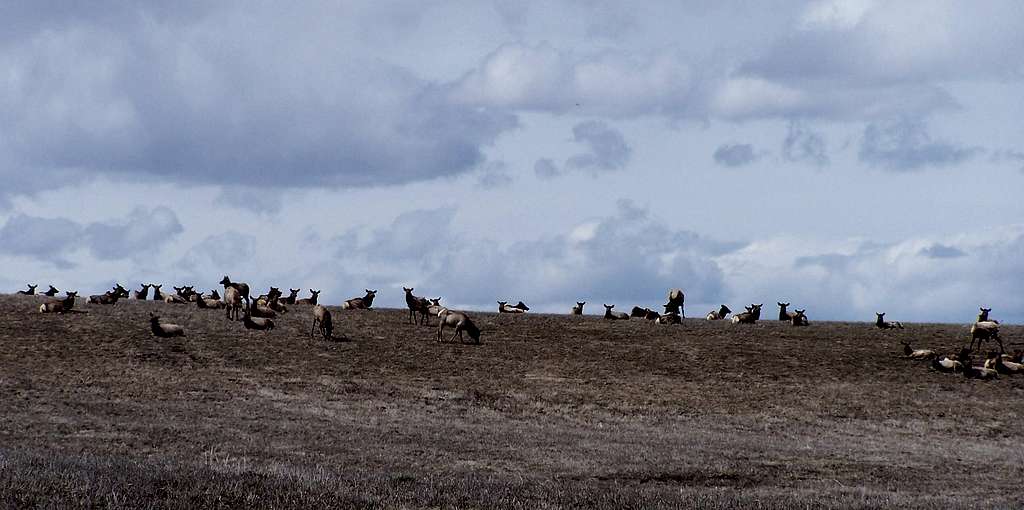 Large Spring Elk herd