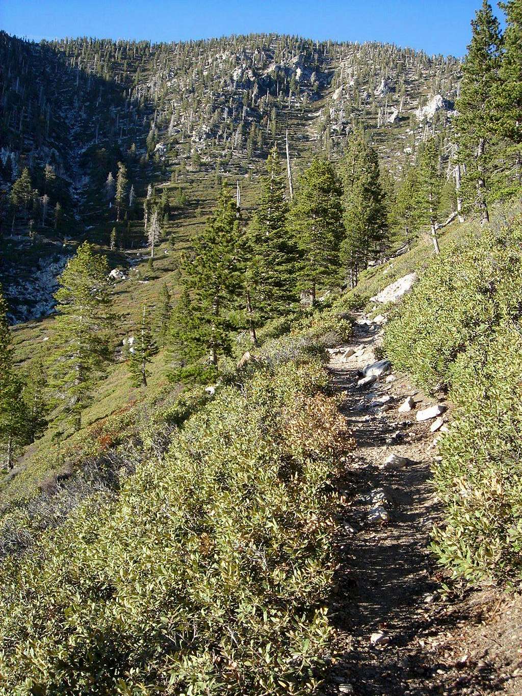 Vivian Creek Trail