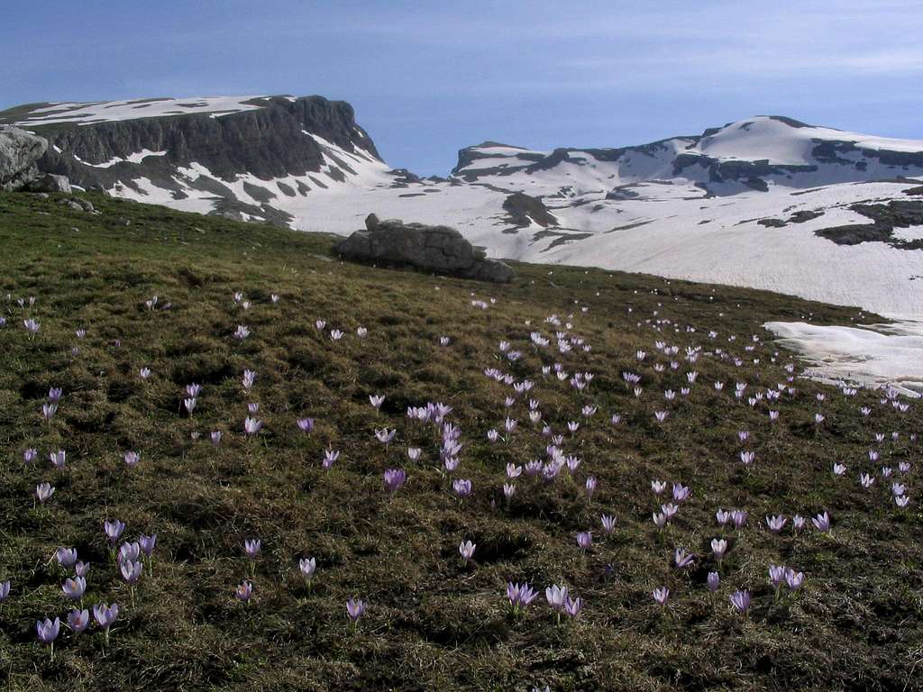 flowers at 2000 meters, Gamila summit in the background