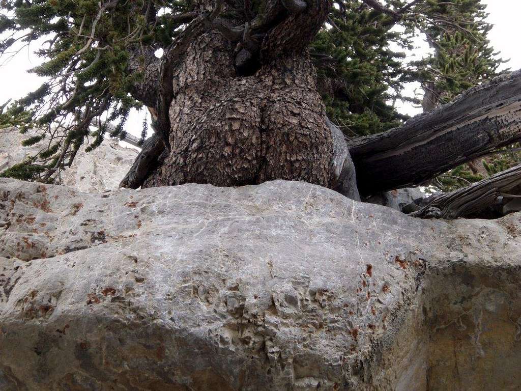 I: Butt tree : Photos, Diagrams & Topos : SummitPost