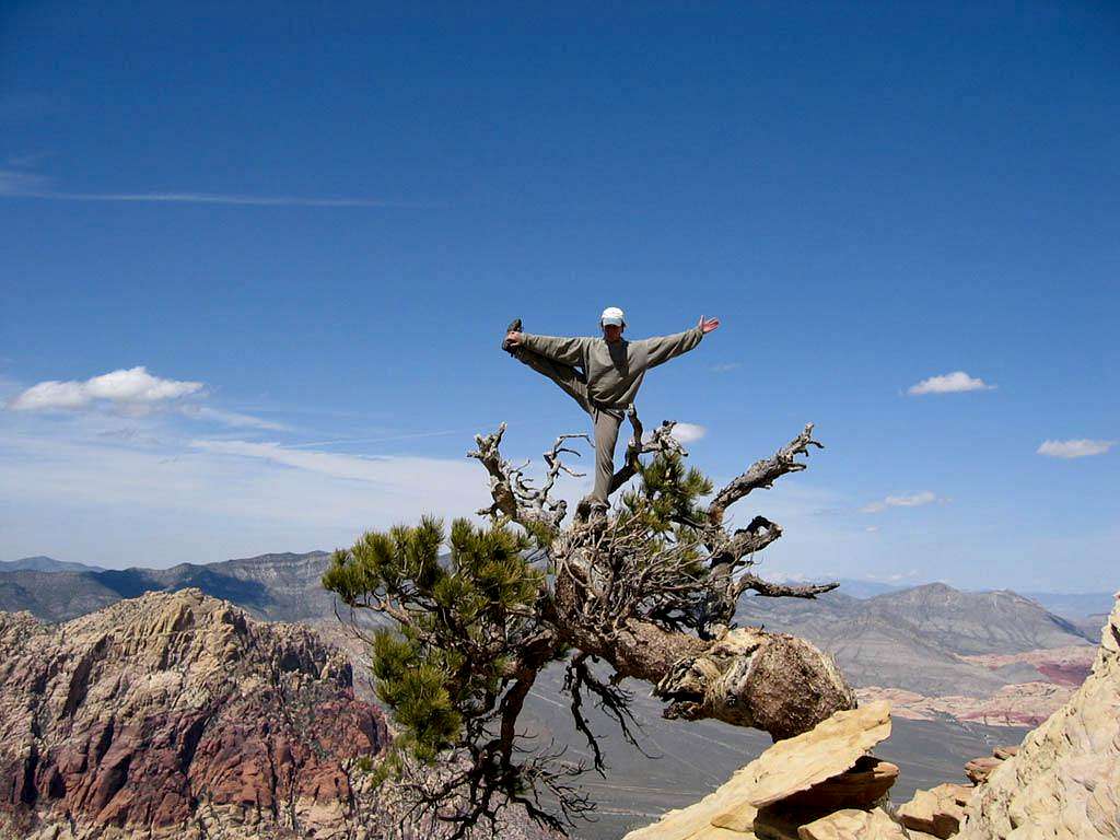 Rainbow Peak Tree Yoga