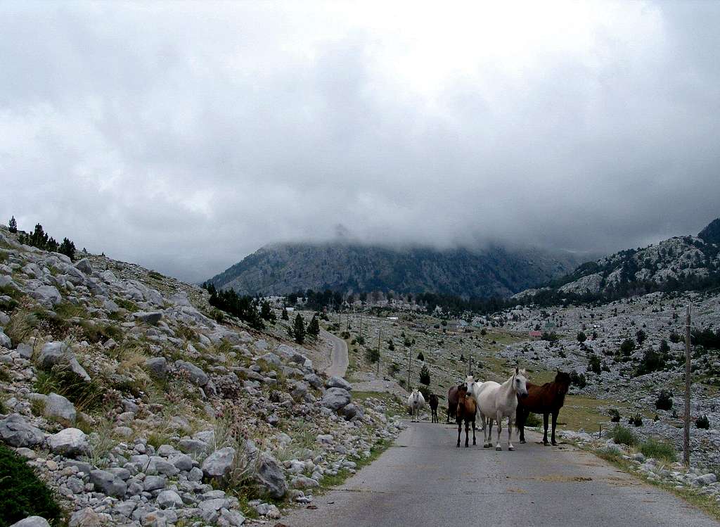 Zijevo (Zijovo) - Horses at Gornje Stravce