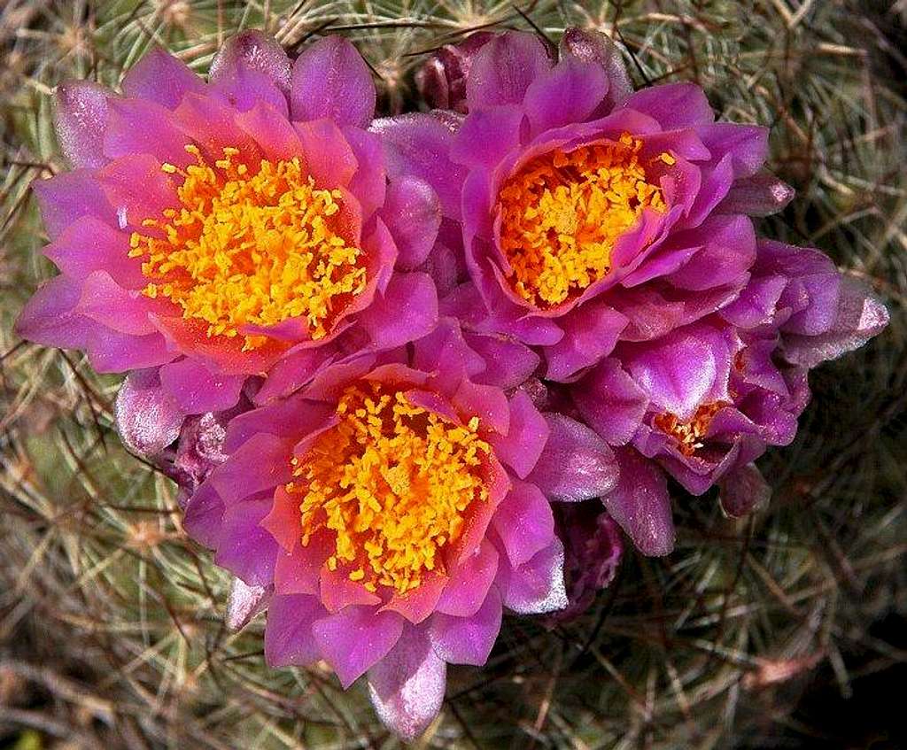 Barrel Cactus