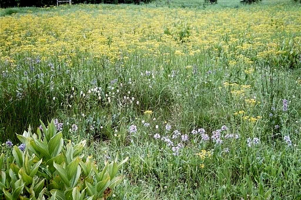 Meadow Flora