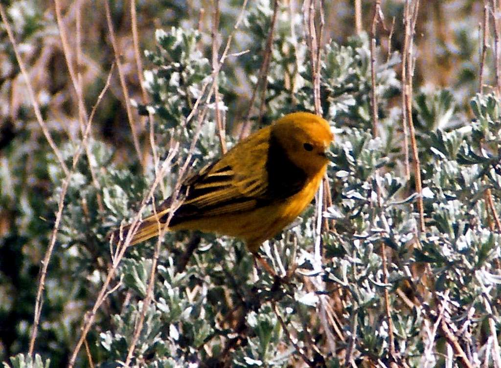 Yellow Warbler